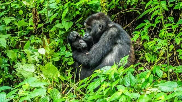 Democratic Republic of Congo eSIM